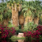 Desert Willow sign surrounded by palm trees and red flowers in front of the pond 