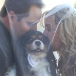 Bride and groom under veil smooching puppy